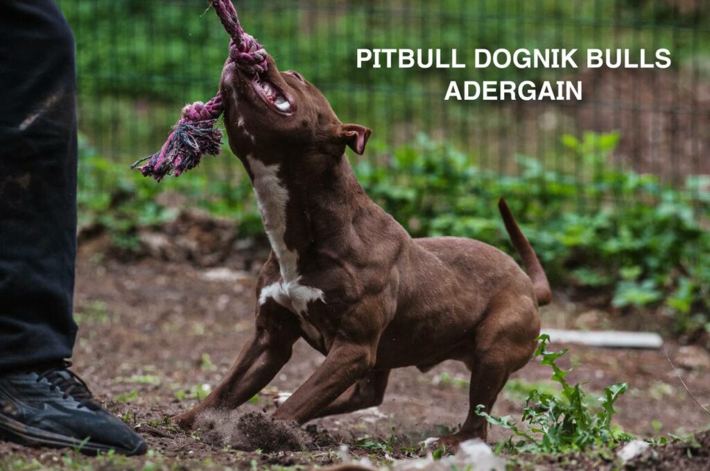 American pitbullterrier Dognik Bulls Adergain. 10 months old. Dewormed, full vaccinated, ADBA pedigree, EU pet passport, microchipped. This pitbull puppy for sale, reday to go. Located in Latvia. Shipping worldwide