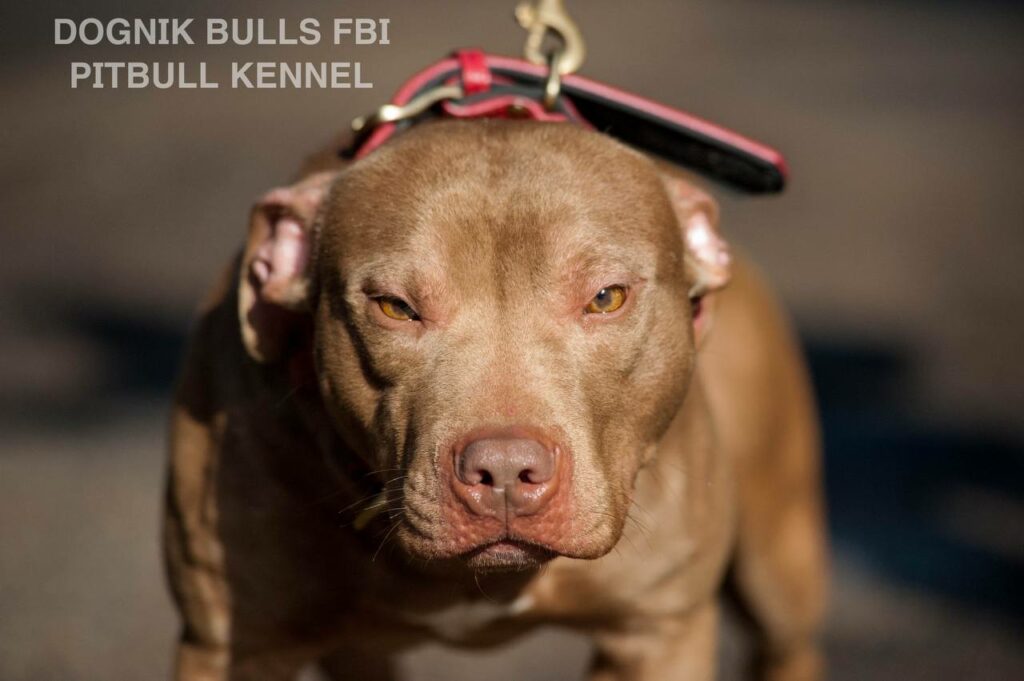 American pitbull terrier Dognik Bulls FBI. Open for stud for approved pitbull females only. Located in Latvia, European Union