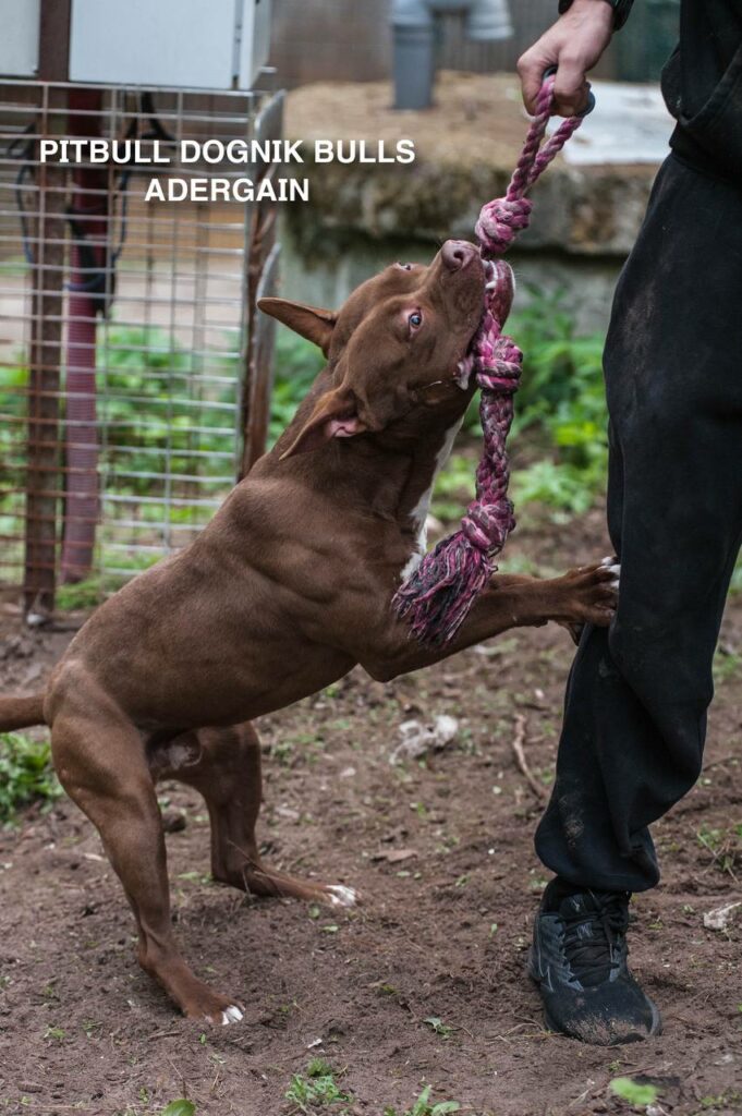 American pitbullterrier Dognik Bulls Adergain. 10 months old. Dewormed, full vaccinated, ADBA pedigree, EU pet passport, microchipped. This pitbull puppy for sale, reday to go. Located in Latvia. Shipping worldwide