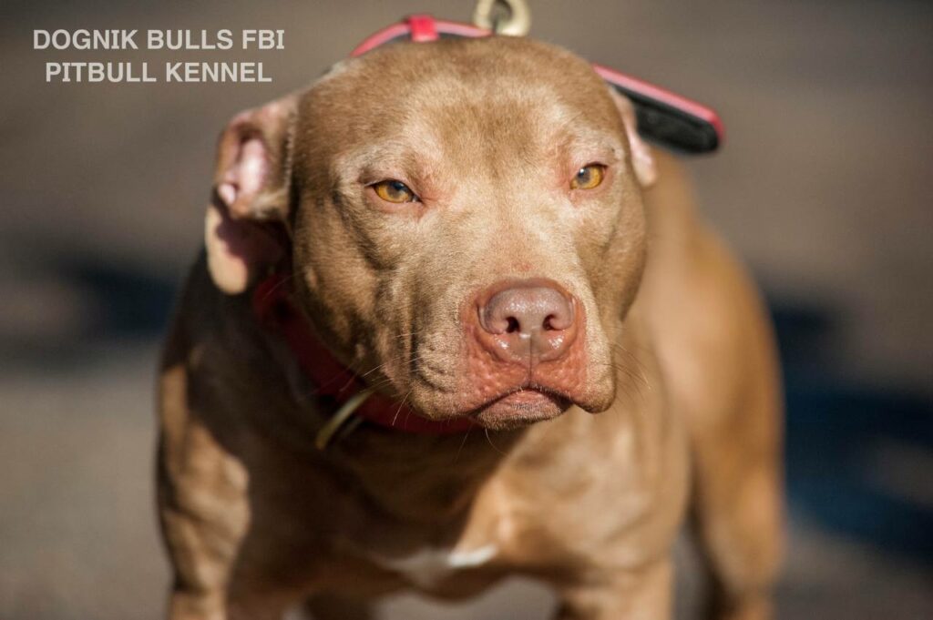 American pitbull terrier Dognik Bulls FBI. Open for stud for approved pitbull females only. Located in Latvia, European Union