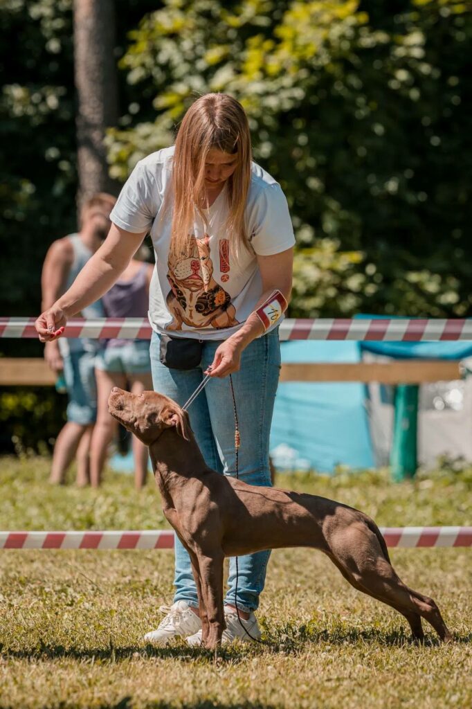 American pitbull terrier Dognik Bulls Abronia on speciality dog show "Golden Cup-2022". Judge- Elena Semenova