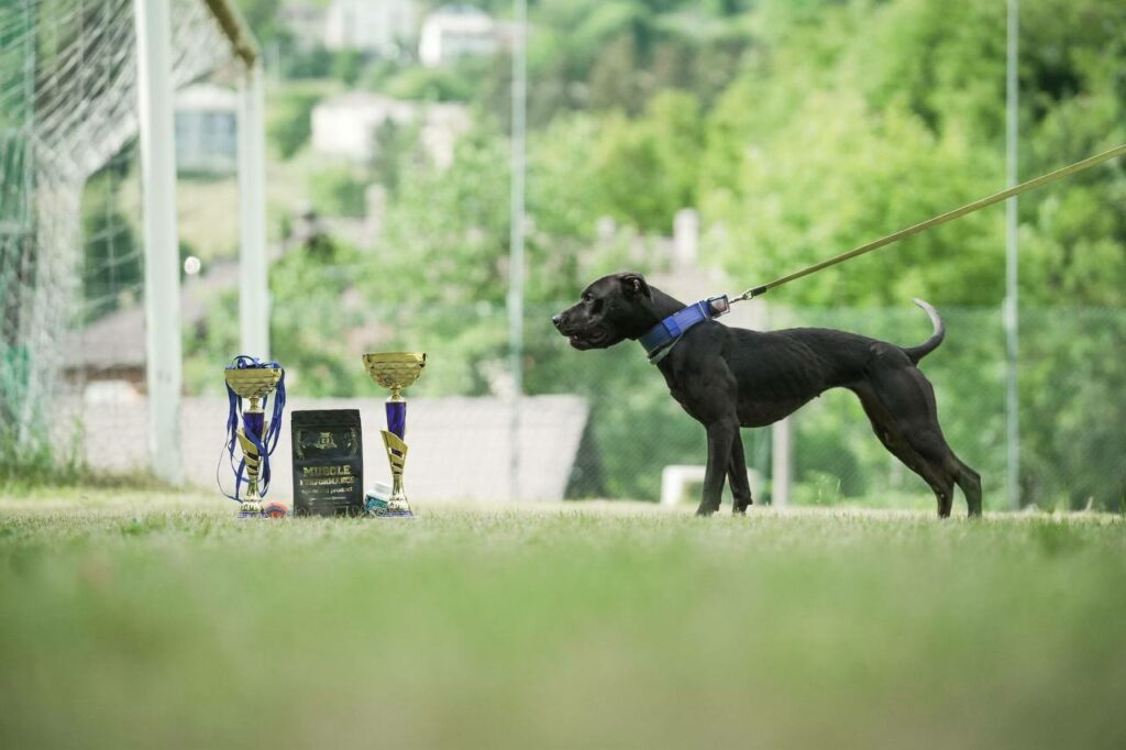 American pitbull terrier Dognik Bulls Breaking Bad. Sport winner in Italy in 2026