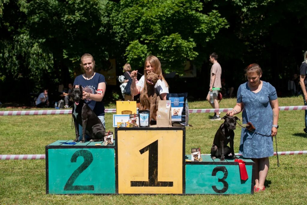 American pitbull terrier Dognik Bulls Abronia on speciality dog show "Golden Cup-2022". Judge- Elena Semenova
