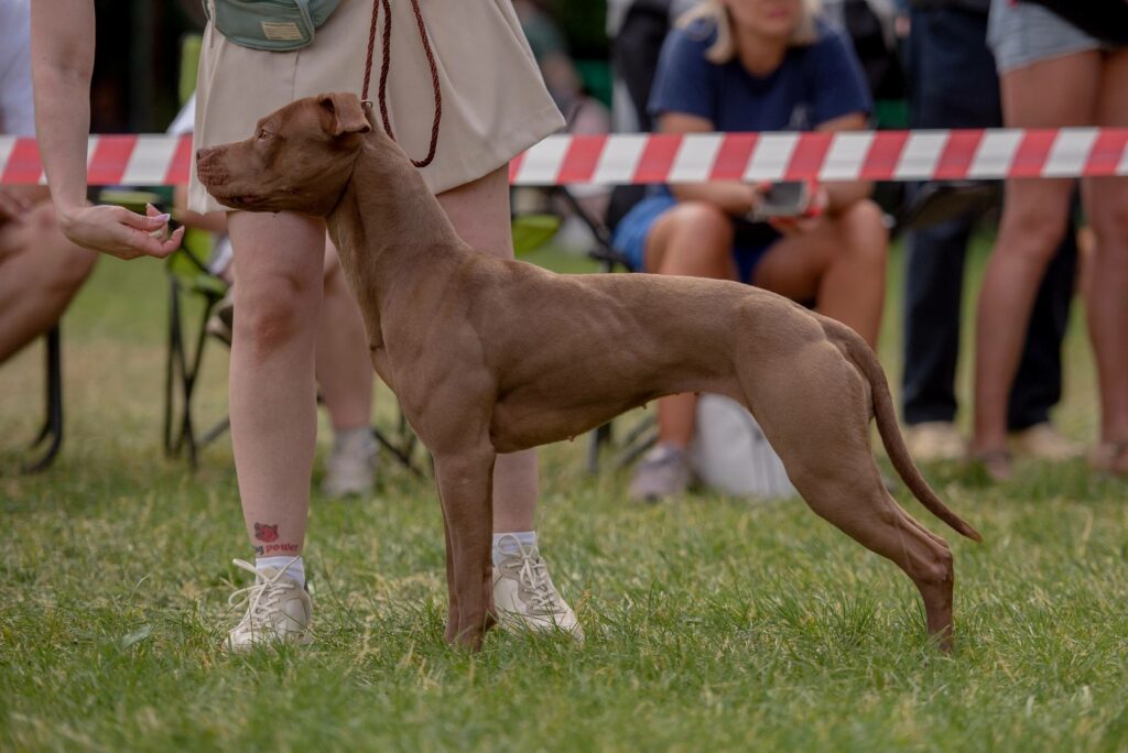 American pitbull terrier Dognik Bulls Abronia on speciality dog show "Golden Cup-2023". Judge- Mladen Krkelich