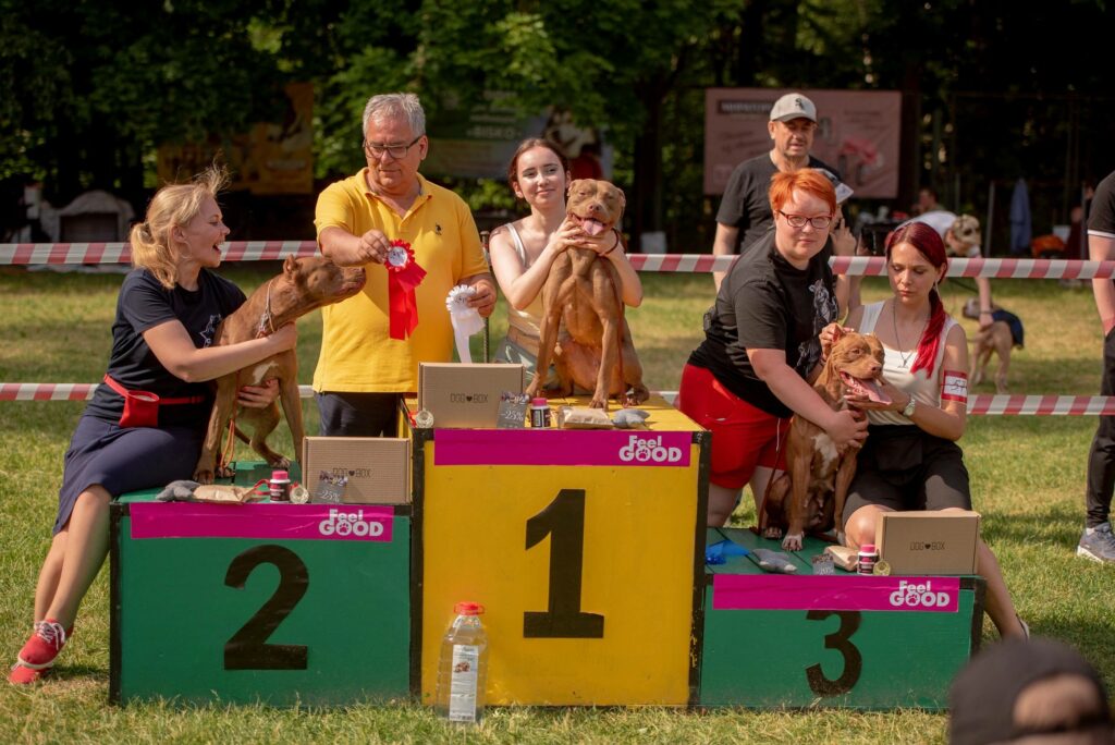 American pitbull terrier Dognik Bulls Abronia on speciality dog show "Golden Cup-2023". Judge- Mladen Krkelich