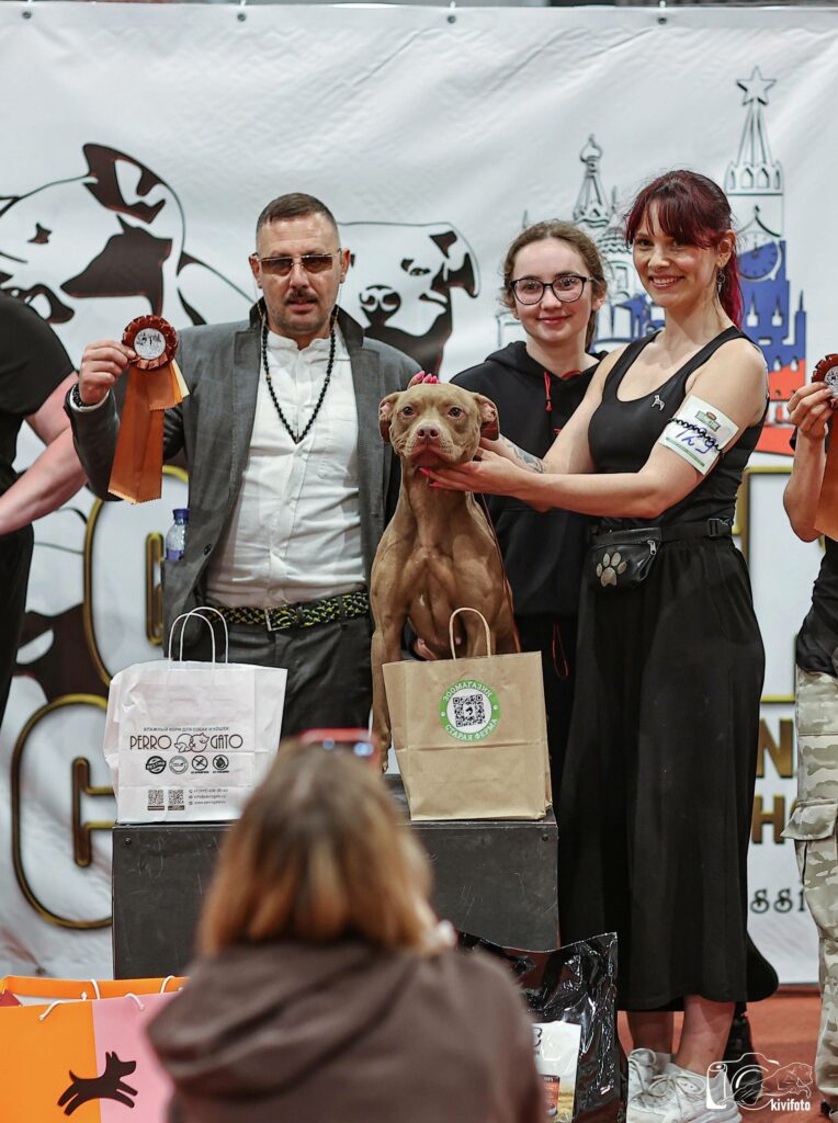 American pitbull terrier Dognik Bulls Abronia on speciality dog show "Golden Cup-2025". Judge- Vincenzo Maglione