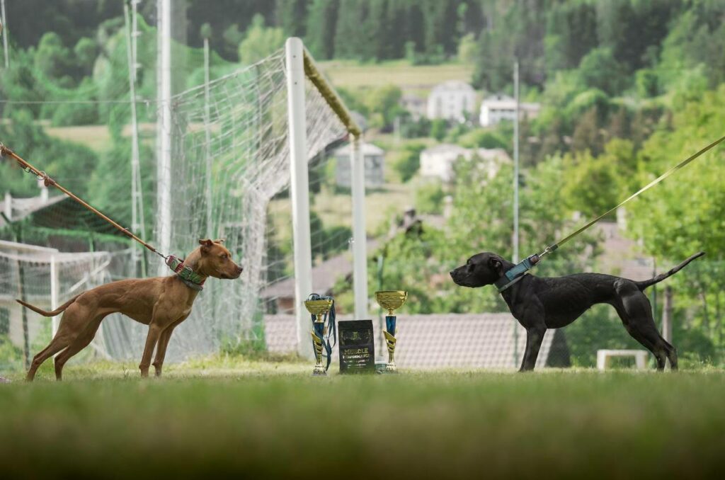 American pitbull terrier Dognik Bulls Breaking Bad. Sport winner in Italy in 2026