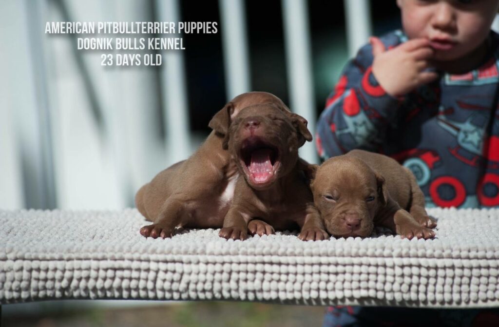 American pitbull terrier puppies males for sale. Breeding Dognik Bulls Cutiepie x Dognik Bulls Gangsta's Paradise