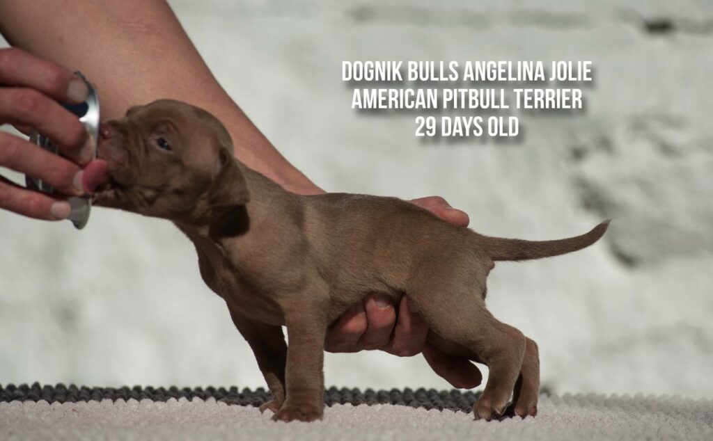 american pitbull terrier puppy Dognik Bulls Angelina Jolie for sale