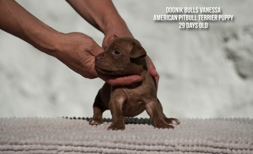 american pitbull terrier puppy Dognik Bulls Vanessa for sale