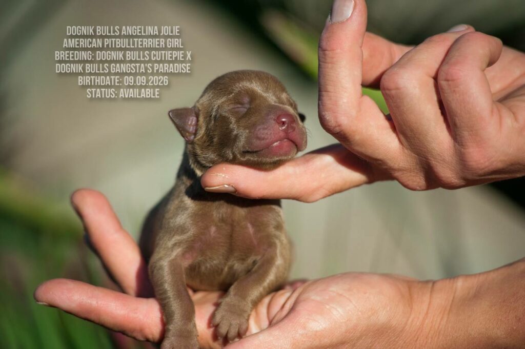 American pitbull terrier puppy Dognik Bulls Angelina Jolie. For sale