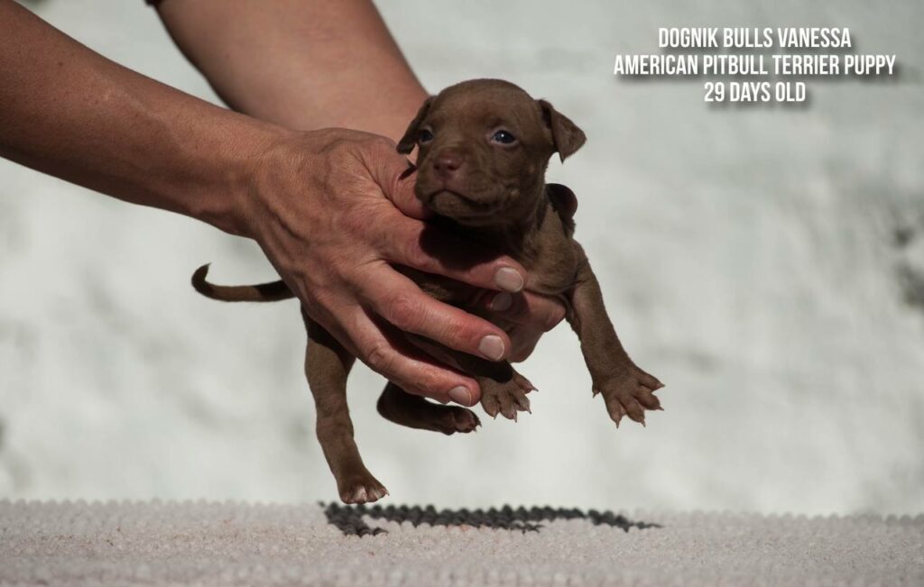 american pitbull terrier puppy Dognik Bulls Vanessa for sale