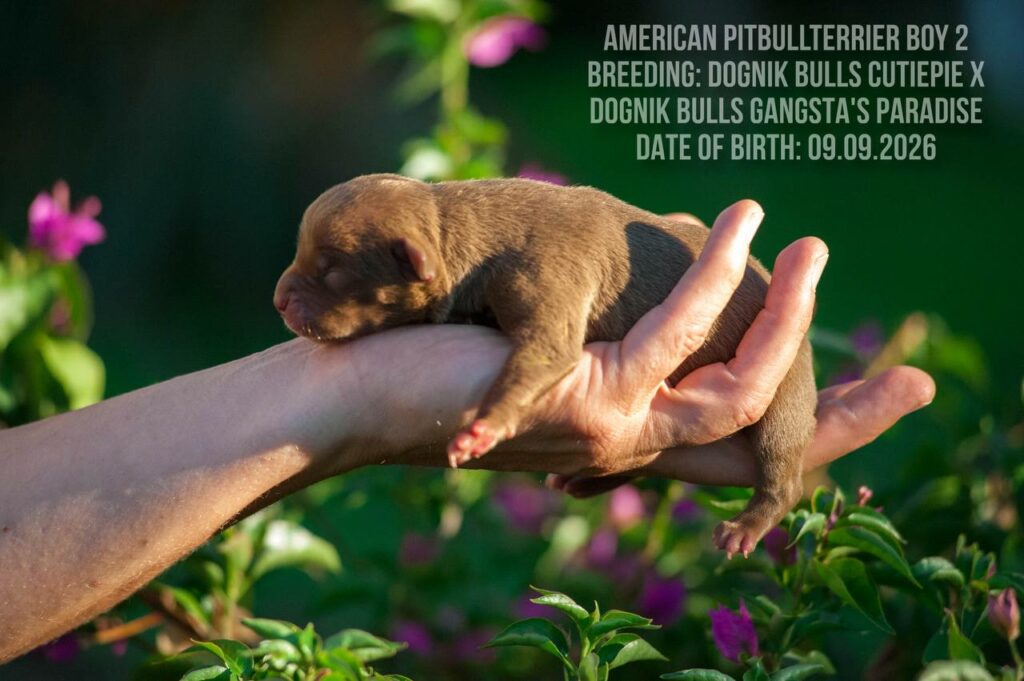 American pitbull terrier puppy male for sale. Chocolate rednose. ADBA registered