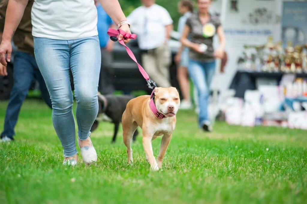 American pitbull terrier rednose