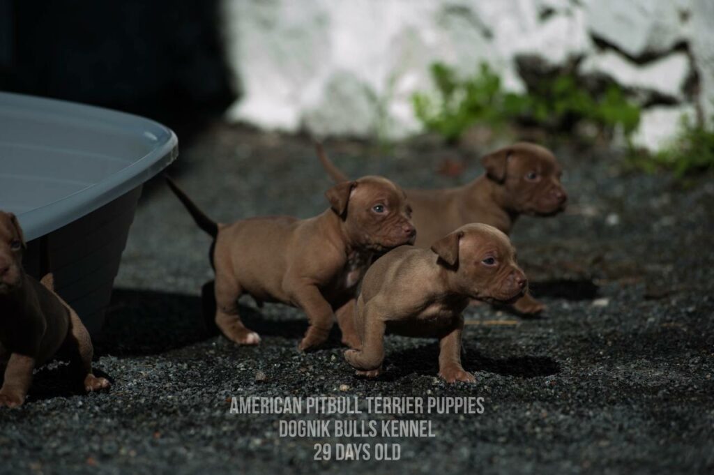 American pitbull terrier puppies for sale (3 fwmales and 1 male left for sale) off Dognik Bulls Cutiepie x Dognik Bulls Gangsta's Paradise. 3 weeks old. ADBA pedigree. Shipping worldwide from Europe