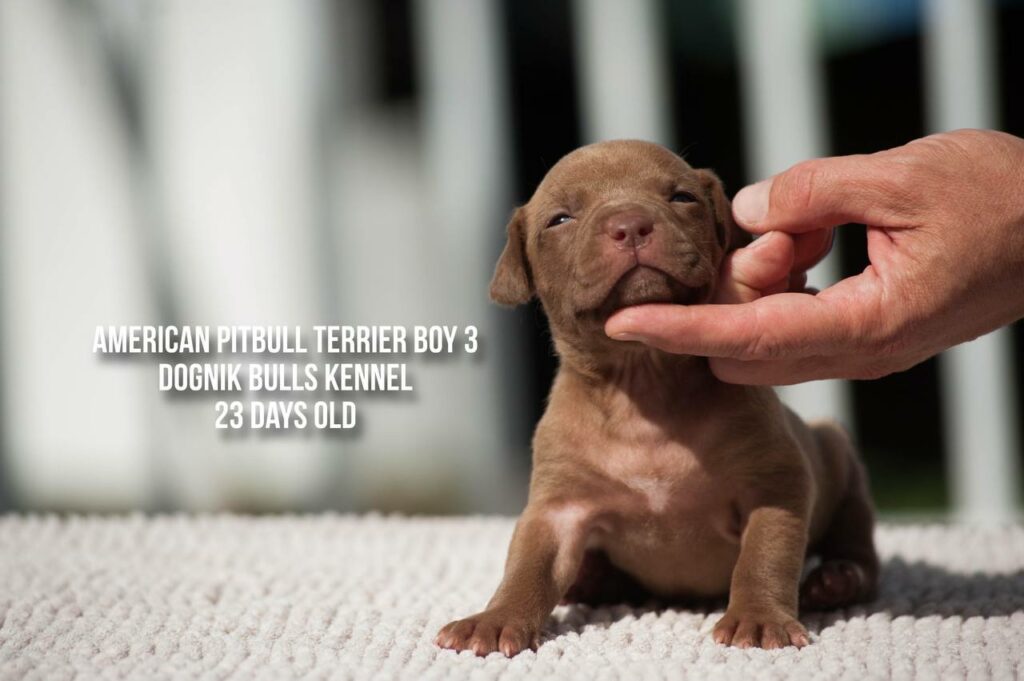 American pitbull terrier ADBA kennel Dognik Bulls