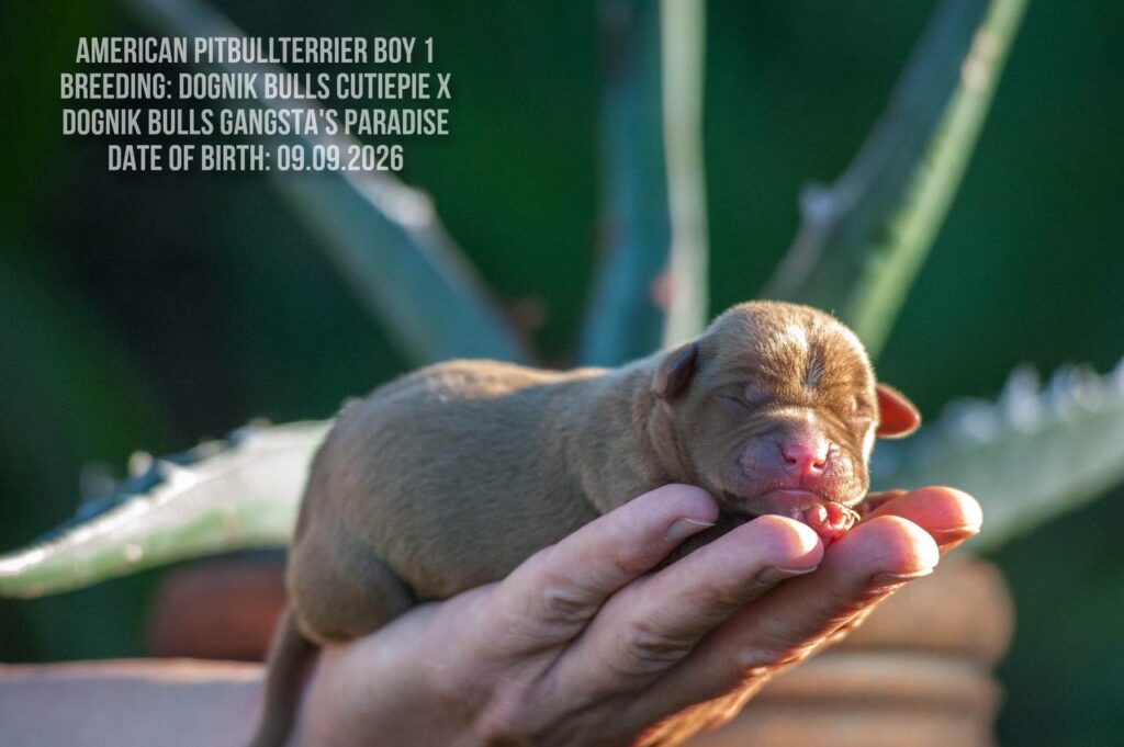American pitbull terrier puppy for sale in Europe. Male. Breeding Dognik Bulls Cutiepie x Dognik Bulls Gangsta's Paradise