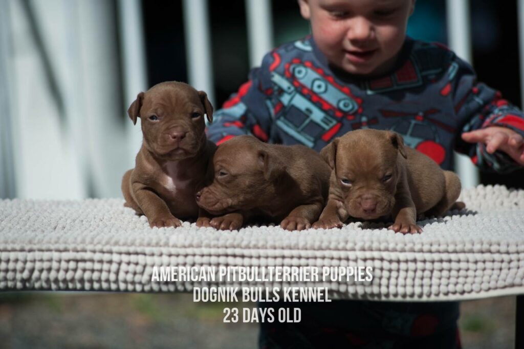 American pitbull terrier puppies males for sale. Breeding Dognik Bulls Cutiepie x Dognik Bulls Gangsta's Paradise