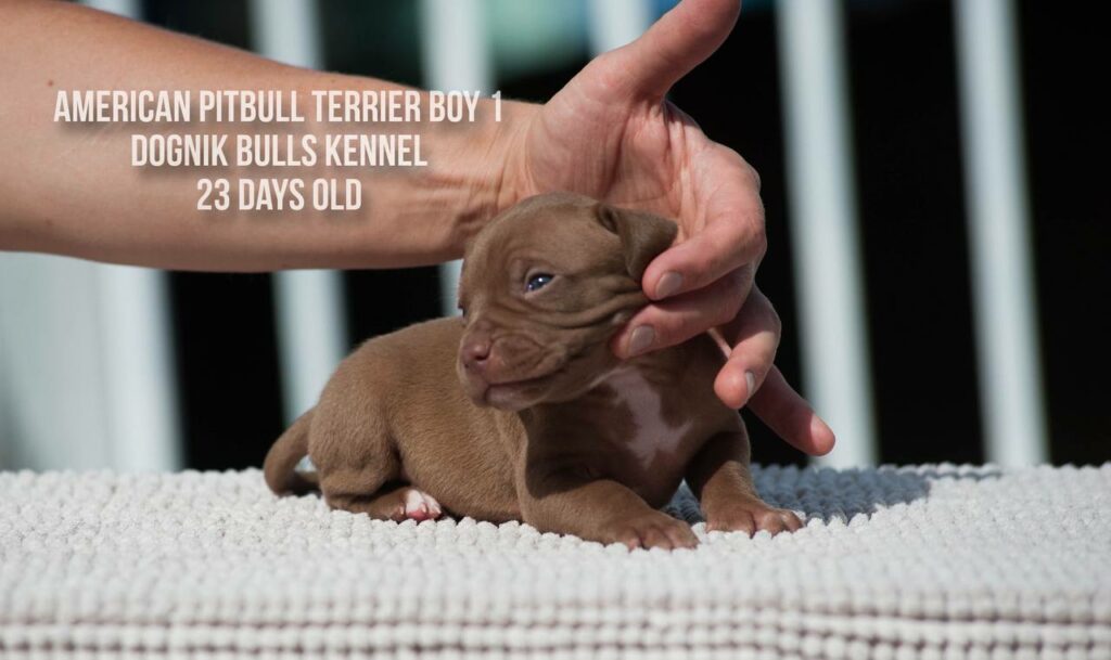 American pitbull terrier male for sale from Dognik Bulls kennel, Autumn 2026