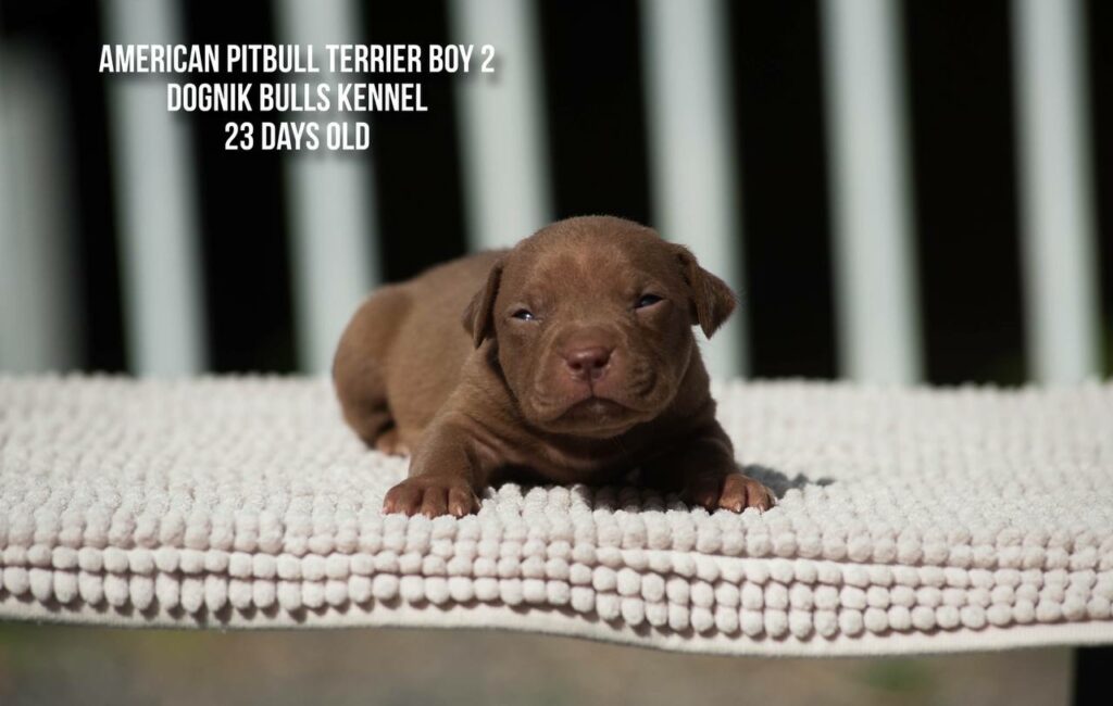 American pitbull terrier puppy male for sale 