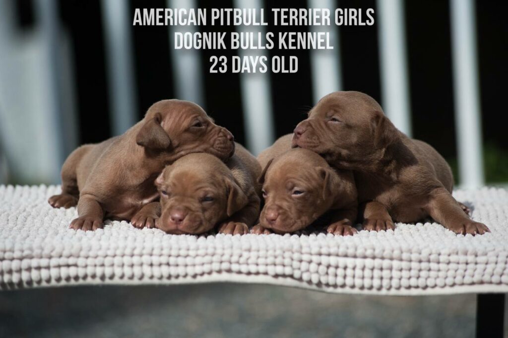 American pitbull terrier puppies for sale from Dognik Bulls kennel