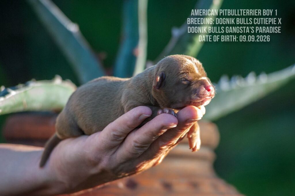 American pitbull terrier puppy for sale in Europe. Male. Breeding Dognik Bulls Cutiepie x Dognik Bulls Gangsta's Paradise