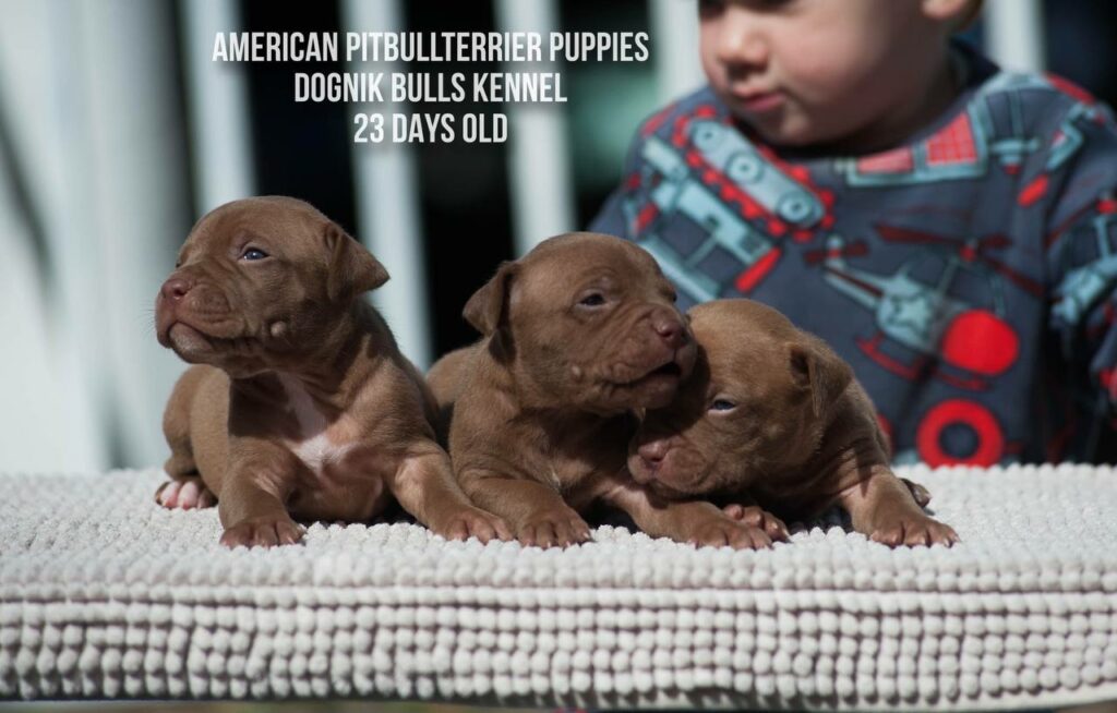 American pitbull terrier puppies males for sale. Breeding Dognik Bulls Cutiepie x Dognik Bulls Gangsta's Paradise