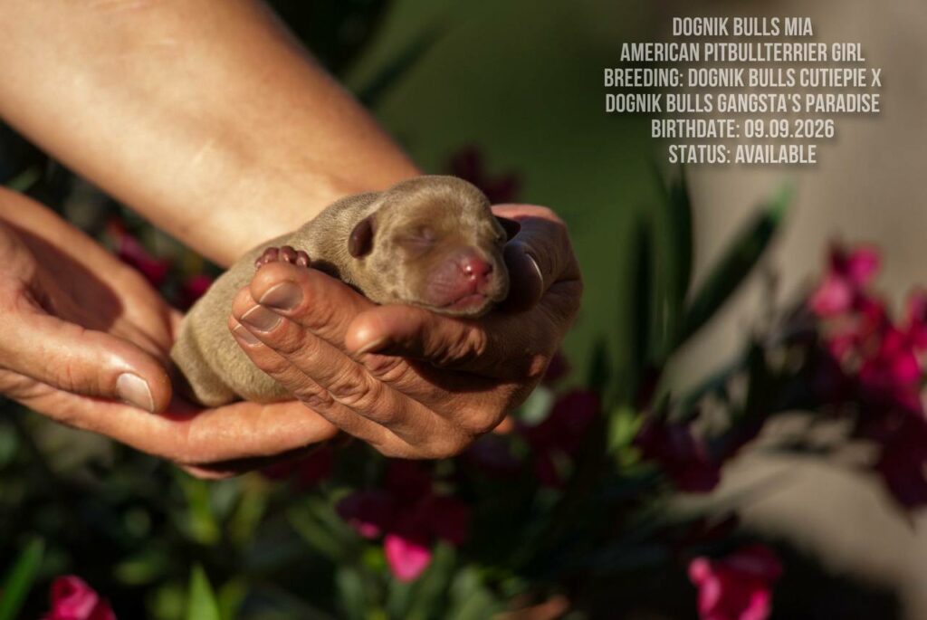 American pitbull terrie puppy for sale Dognik Bulls Mia
