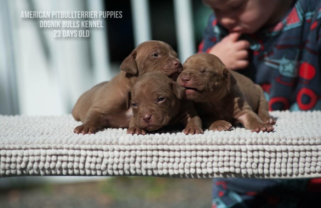 American pitbull terrier puppies males for sale. Breeding Dognik Bulls Cutiepie x Dognik Bulls Gangsta's Paradise