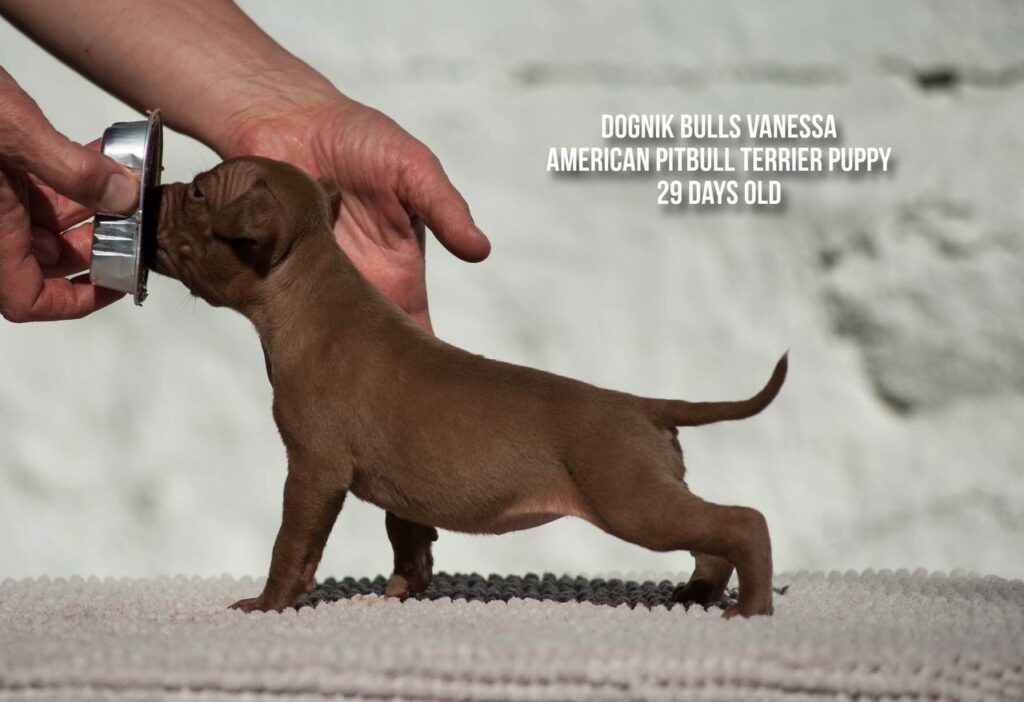 american pitbull terrier puppy Dognik Bulls Vanessa for sale