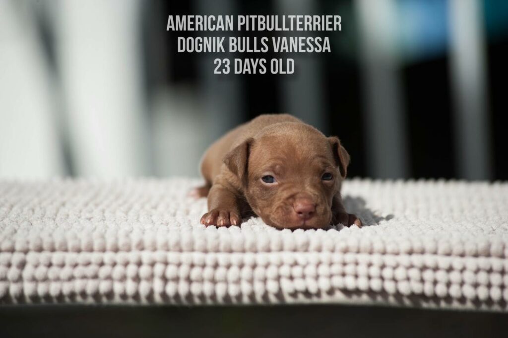 American pitbull terrier puppy for sale Dognik Bulls Vanessa