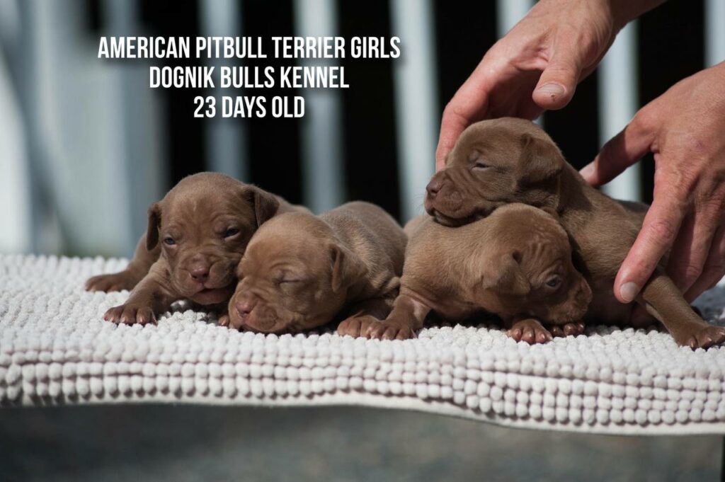 American pitbull terrier puppies for sale from Dognik Bulls kennel