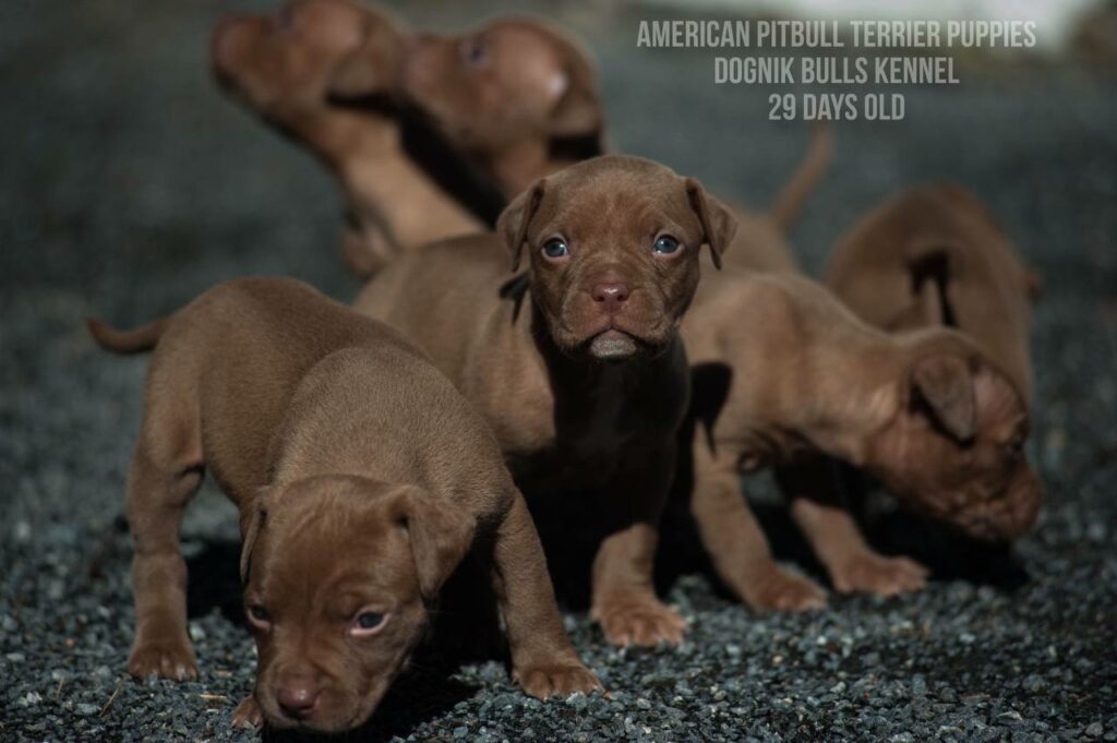 American pitbull terrier puppies for sale (3 fwmales and 1 male left for sale) off Dognik Bulls Cutiepie x Dognik Bulls Gangsta's Paradise. 3 weeks old. ADBA pedigree. Shipping worldwide from Europe