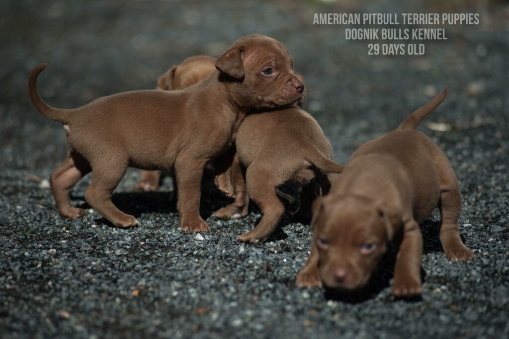 American pitbull terrier puppies for sale (3 fwmales and 1 male left for sale) off Dognik Bulls Cutiepie x Dognik Bulls Gangsta's Paradise. 3 weeks old. ADBA pedigree. Shipping worldwide from Europe