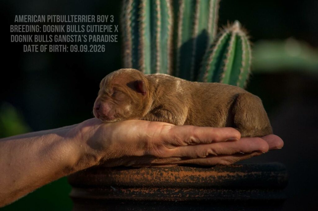 Chocolate american pitbull terrier male for sale