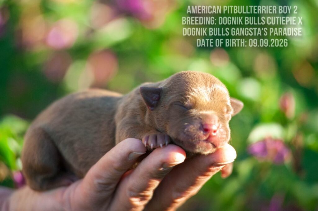 American pitbull terrier puppy male for sale. Chocolate rednose. ADBA registered