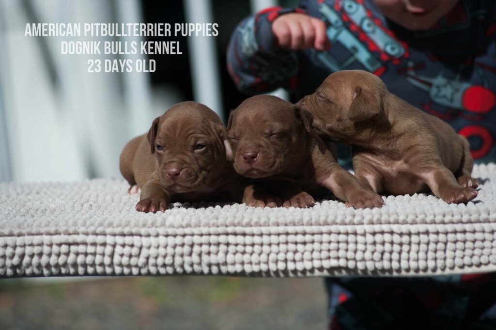 American pitbull terrier puppies males for sale. Breeding Dognik Bulls Cutiepie x Dognik Bulls Gangsta's Paradise