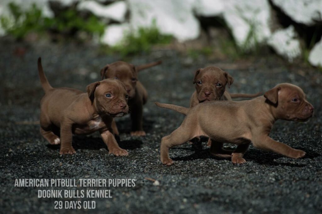American pitbull terrier puppies for sale (3 fwmales and 1 male left for sale) off Dognik Bulls Cutiepie x Dognik Bulls Gangsta's Paradise. 3 weeks old. ADBA pedigree. Shipping worldwide from Europe
