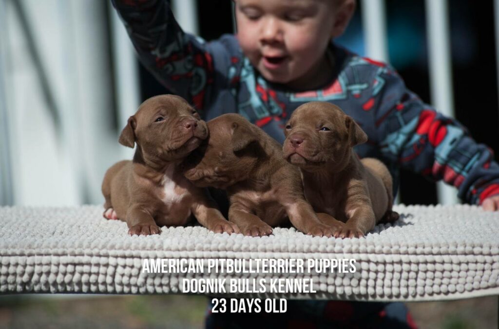 American pitbull terrier puppies males for sale. Breeding Dognik Bulls Cutiepie x Dognik Bulls Gangsta's Paradise