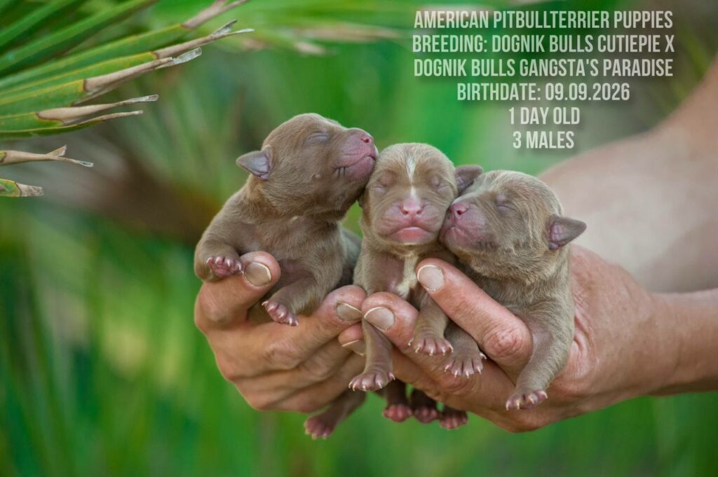 American pitbull terrier males for sale, Dognik Bulls kennel