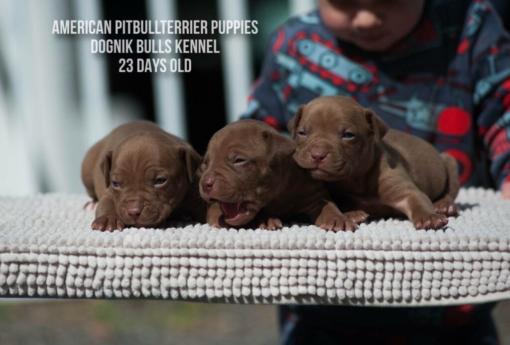 American pitbull terrier puppies males for sale. Breeding Dognik Bulls Cutiepie x Dognik Bulls Gangsta's Paradise