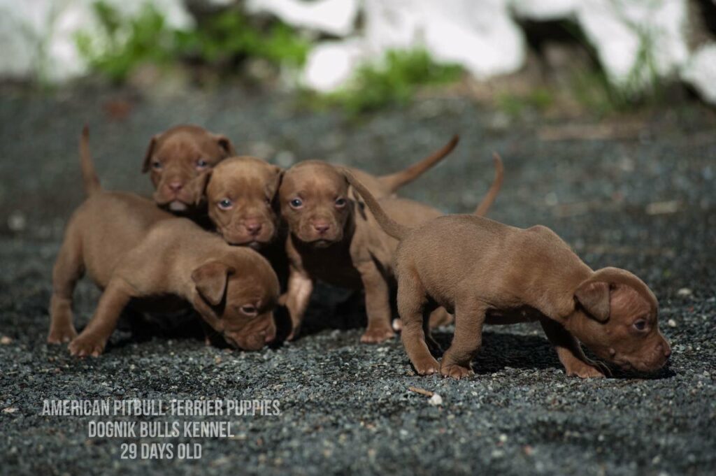 American pitbull terrier puppies for sale (3 fwmales and 1 male left for sale) off Dognik Bulls Cutiepie x Dognik Bulls Gangsta's Paradise. 3 weeks old. ADBA pedigree. Shipping worldwide from Europe