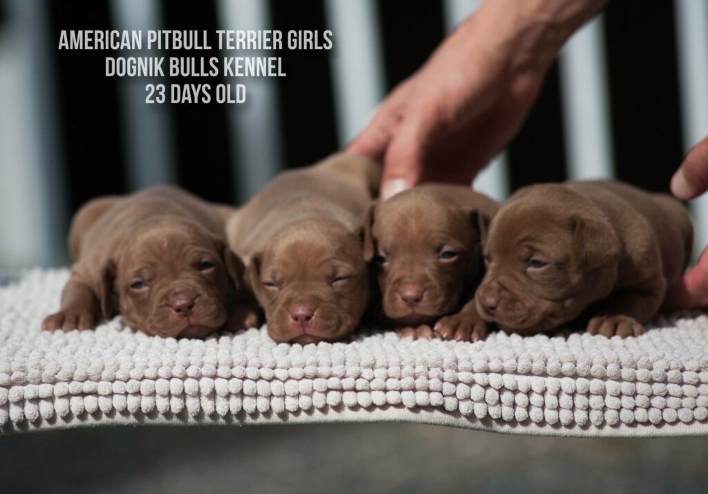 American pitbull terrier puppies for sale from Dognik Bulls kennel