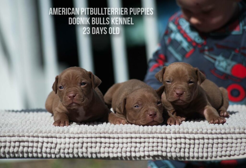 American pitbull terrier puppies males for sale. Breeding Dognik Bulls Cutiepie x Dognik Bulls Gangsta's Paradise
