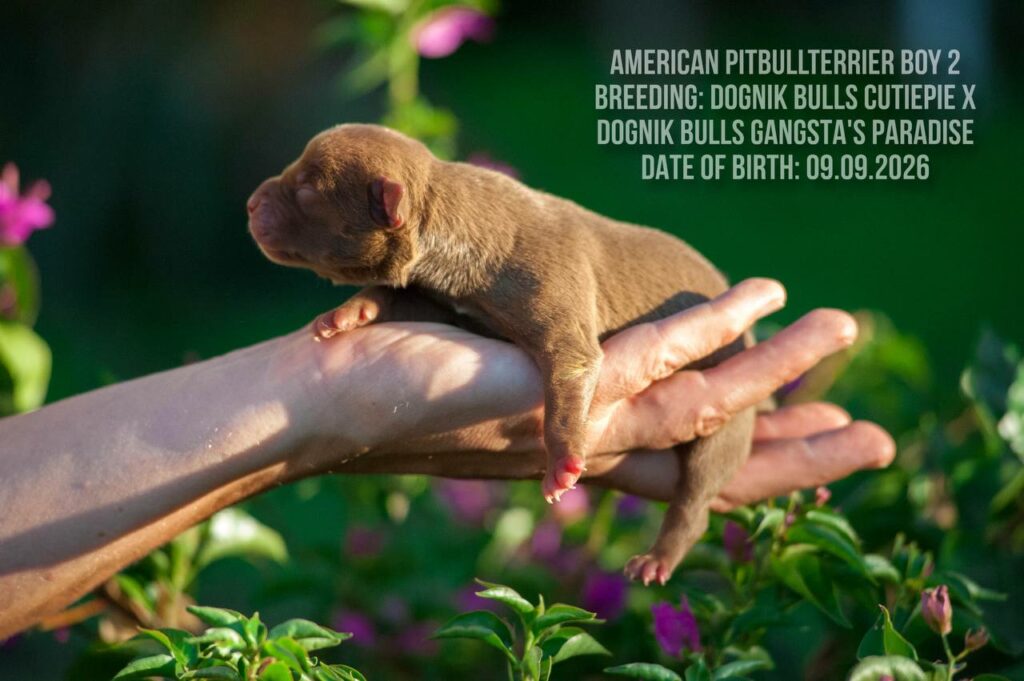 American pitbull terrier puppy male for sale. Chocolate rednose. ADBA registered