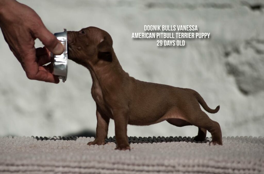 american pitbull terrier puppy Dognik Bulls Vanessa for sale