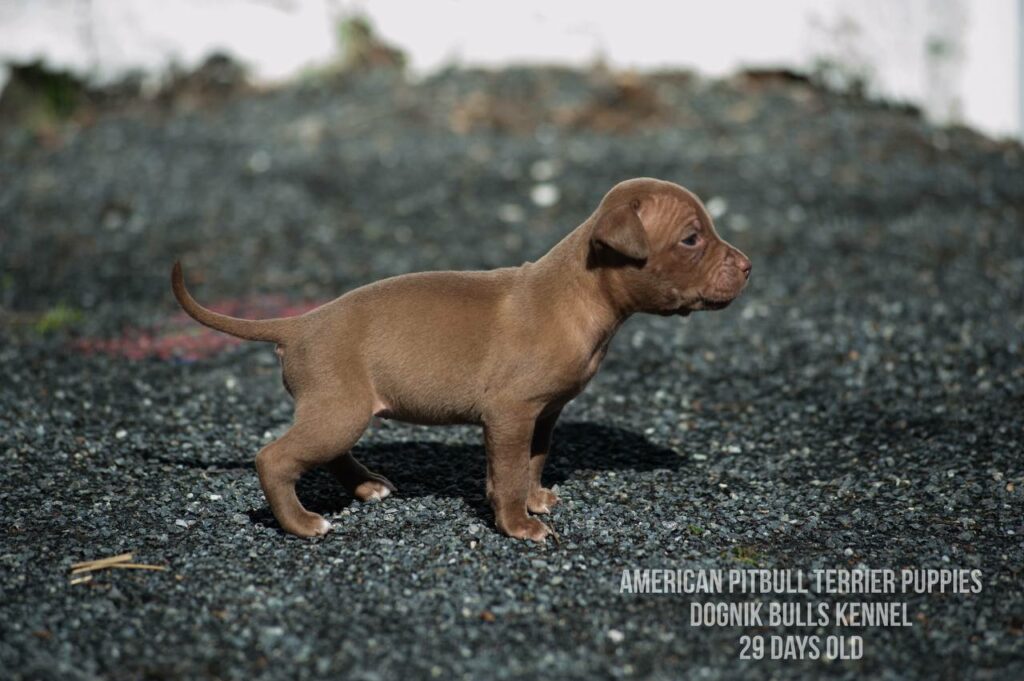American pitbull terrier puppies for sale (3 fwmales and 1 male left for sale) off Dognik Bulls Cutiepie x Dognik Bulls Gangsta's Paradise. 3 weeks old. ADBA pedigree. Shipping worldwide from Europe