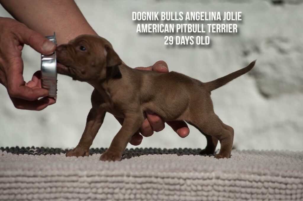 american pitbull terrier puppy Dognik Bulls Angelina Jolie for sale
