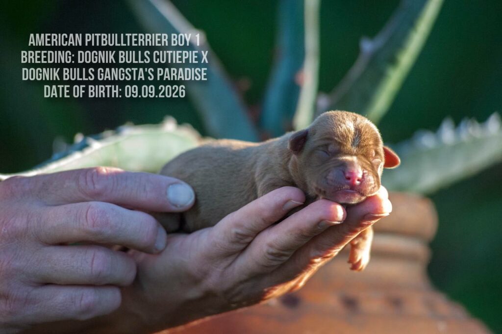American pitbull terrier puppy for sale in Europe. Male. Breeding Dognik Bulls Cutiepie x Dognik Bulls Gangsta's Paradise