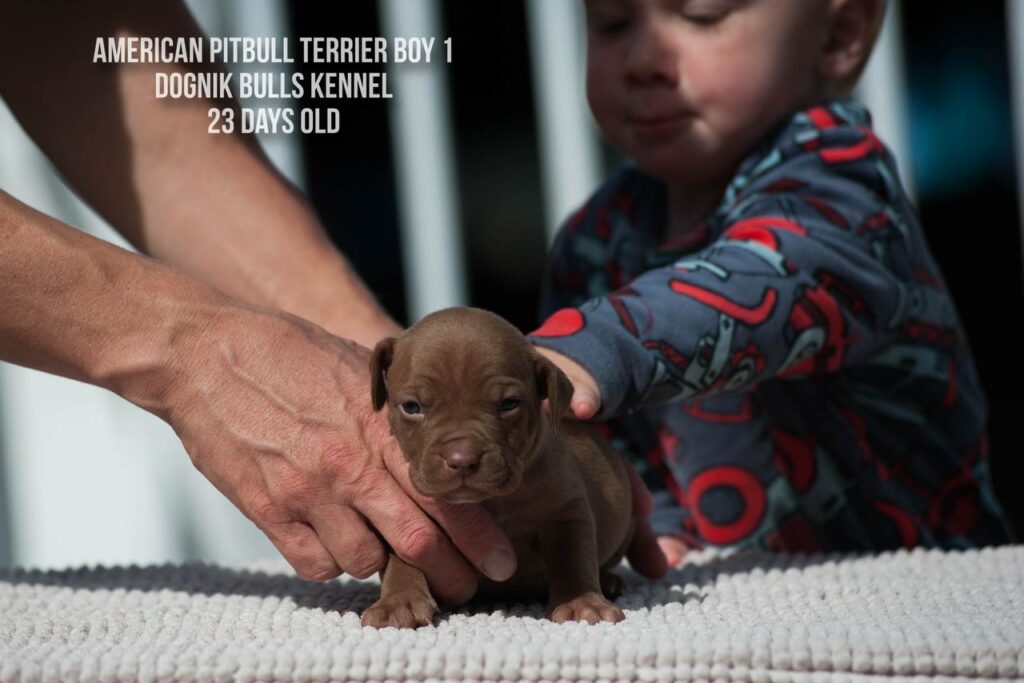 American pitbull terrier male for sale from Dognik Bulls kennel, Autumn 2026